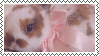 bunnie stamp.png